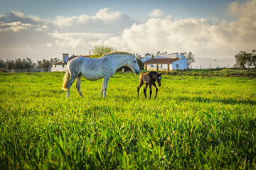 Fototapeta na wymiar Horse and cub at sunset in the prairie fields of Golega, Ribatejo - Portugal. Lusitan horses breed