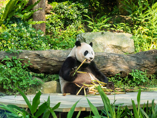 Panda eats bamboo in the zoo