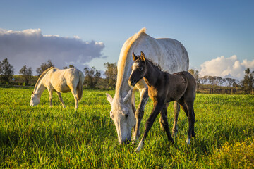 Horse and cub at sunset in the prairie fields of Golega, Ribatejo - Portugal. Lusitan horses breed