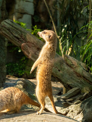 Meerkat standing in the zoo