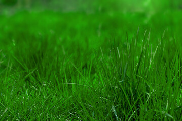 Obraz premium wet green grass in summer/spring in the forest ,Manila Grass, Close up, background or texture 