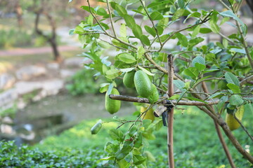 Fresh green organic Lemon (limes)  fruit hung on the tree and crutches branch . limes in the backyard. The result is very sour. Arranged in the genus orange (Scientific name: Citrus aurantiifolia). Co