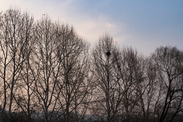Fototapeta na wymiar A bird's nest on a bare tree in winter