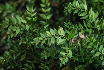 Breynia androgyna (Phyllanthaceae) Hymenocardia ulmoides Oliv. 