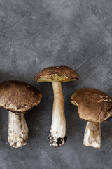 Porcini. Big mushrooms on a concrete background. White mushrooms close up. 