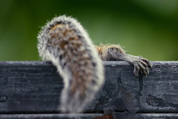 Squirrel found food and climbs the fence behind her, close-up fluffy tail foot. Focus on the foot that the squirrel holds on to the fence