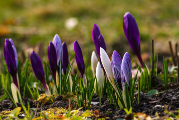 crocus- Spring growing flowers and nature that comes alive, Beautiful Purple/liliac yellow crem crocus outside in the forest or in the park.  blooming in their natural environment