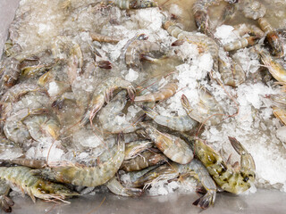 The many fresh shrimp on the metal plate with the crushed ice.