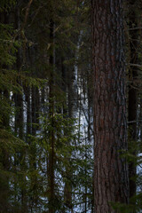 Spring forest in northern latitudes.