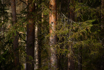 Spring forest in northern latitudes.
