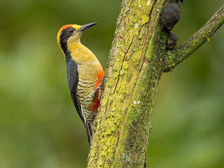 golden-naped woodpecker (Melanerpes chrysauchen) is a species of bird in the woodpecker family Picidae.