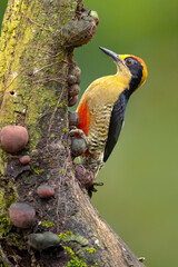golden-naped woodpecker (Melanerpes chrysauchen) is a species of bird in the woodpecker family Picidae.
