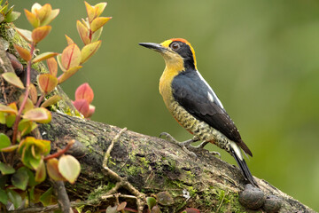golden-naped woodpecker (Melanerpes chrysauchen) is a species of bird in the woodpecker family Picidae.