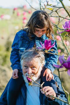 Senior grandfather and girl touching blooming flowers