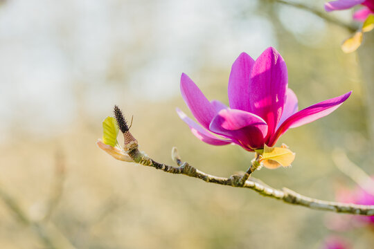 Blooming pink flower growing on tree branch
