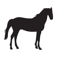 elegant horse image