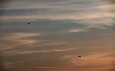 birds on the sunset