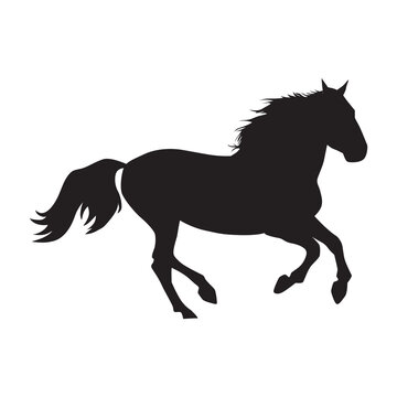 elegant horse image