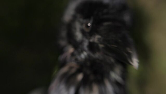 black raven in the forest