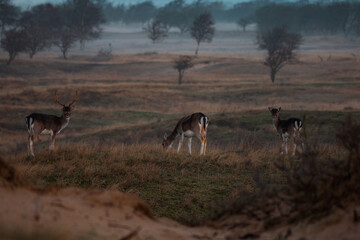 group of deer in field