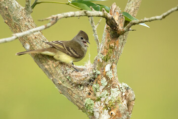 The yellow-bellied elaenia (Elaenia flavogaster) is a small bird of the tyrant flycatcher family. It breeds from southern Mexico and the Yucatán Peninsula through Central and South America