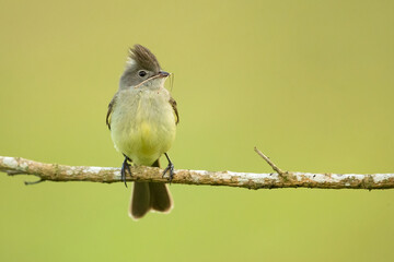 The yellow-bellied elaenia (Elaenia flavogaster) is a small bird of the tyrant flycatcher family. It breeds from southern Mexico and the Yucatán Peninsula through Central and South America