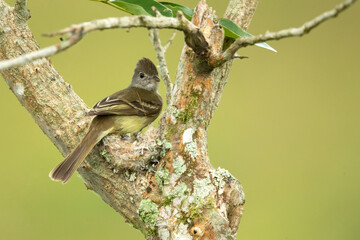 The yellow-bellied elaenia (Elaenia flavogaster) is a small bird of the tyrant flycatcher family. It breeds from southern Mexico and the Yucatán Peninsula through Central and South America