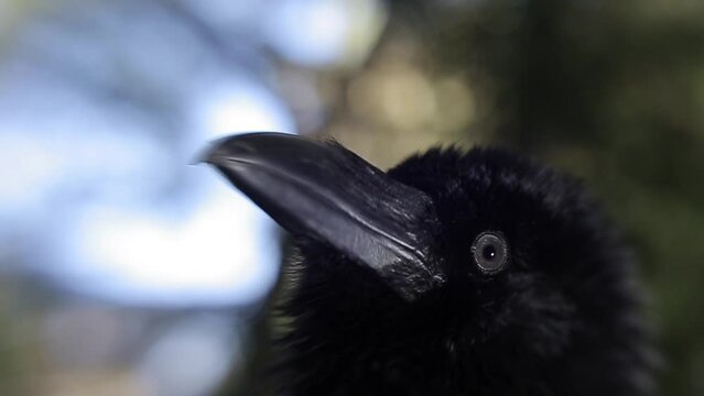 black raven in the forest
