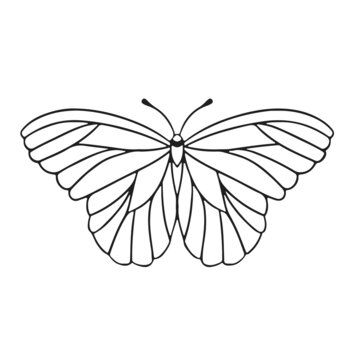 Thin linear butterfly monochrome   illustration