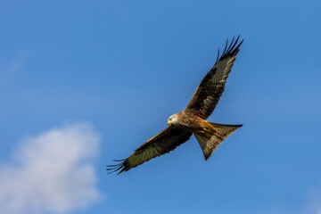 Fototapeta na wymiar Red Kite (Milvus milvus)