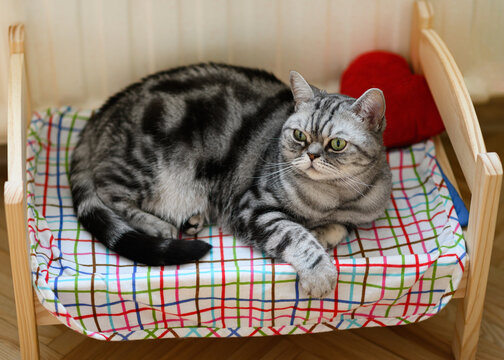 Cute photo of a British silver tabby cat lying on a cat’s bed and licking its fur getting ready to sleep. Cat bed, pet furniture, lovely cat meditation, peace. Pet comfort at home.