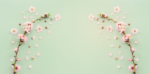 Obraz na płótnie Canvas image of spring white cherry blossoms tree over green pastel background