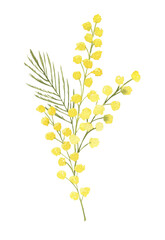 Watercolor illustration yellow mimosa branch. Set of isolated objects. For background, Greeting, invitation wedding, birthday card, textile, wallpaper, wrapping paper.