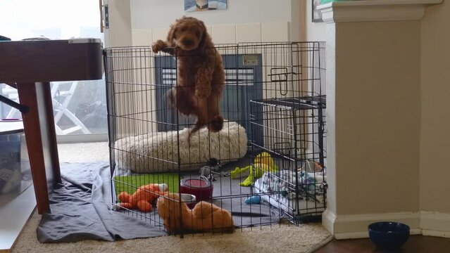 Smart Goldendoodle Puppy Successfully Escapes From Her Pen By Climbing The Metal Bars And Jumping Over The Top. Close Up