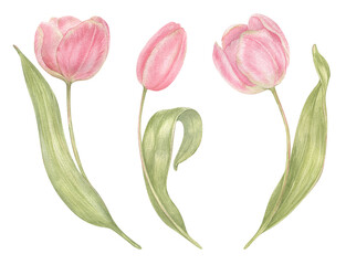 Watercolor hand drawn flowers tulips set in vintage style. Spring Botanical illustration isolated. Perfect for greeting cards, wedding invitation, birthday and mothers day cards.