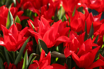 Red tulips in the garden, blurred floral background