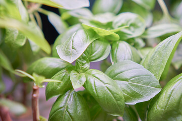 Basil growing in a hydroponics machine