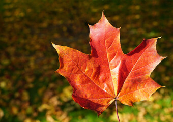 red maple leaf on the ground