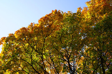 autumn trees on blue sky
