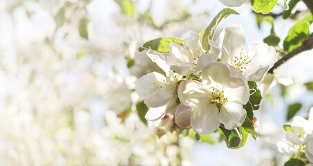Spring flowering background. Beautiful nature scene with a flowering tree and sun flares. Sunny day. Spring flowers. Beautiful garden. Abstract blurred background. In the spring