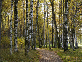 Obraz premium autumn birch trees in the forest