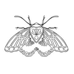 Thin linear butterfly monochrome   illustration
