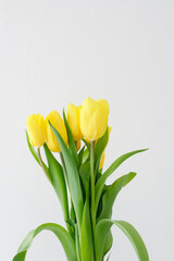 bouquet of yellow tulips on a white background