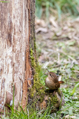 Wren (Troglodytes troglodytes)