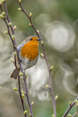 European robin (Erithacus rubecula)