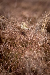 Skylark (Alauda arvensis)