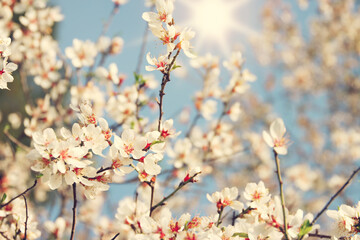 background of spring cherry blossoms tree. selective focus