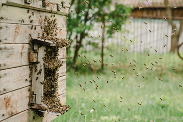 Close up of flying bees. Bees flying back in the hive after an intense harvest period. Swarm of bees in flight at beehive entrance. Wooden beehive with bees and the queen bee on blurred background.