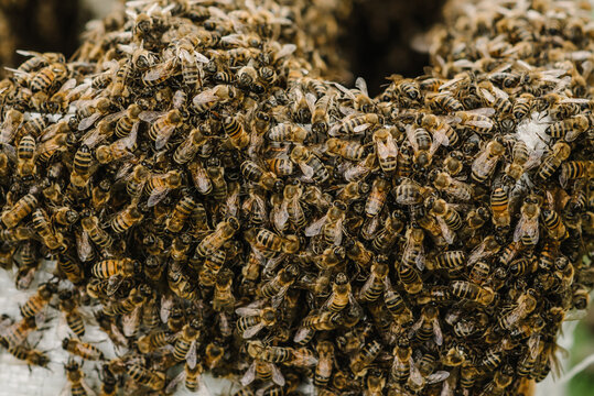 Close up of bees. Swarm of bees, their thousands and the queen bee. Catching the bee swarm. The beekeeper caught a swarm of bees in a box. Beekeeping background. Beekeepers day.