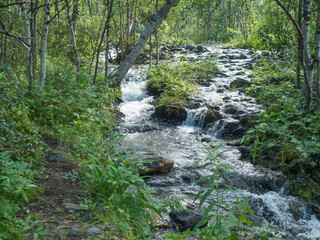 Fototapeta premium Wild birch tree forest with rapid stream of creek with moss and stones. Northern summer landscape in Swedish Lapland at Padjelantaleden hiking trail.